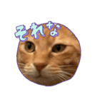 茶とみ日常使い3（個別スタンプ：1）