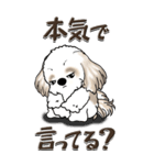 【Big】シーズー犬『big shih tzu』（個別スタンプ：28）