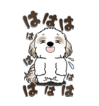 【Big】シーズー犬『big shih tzu』（個別スタンプ：29）