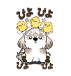 【Big】シーズー犬『big shih tzu』（個別スタンプ：31）