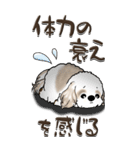 【Big】シーズー犬『big shih tzu』（個別スタンプ：32）