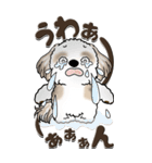 【Big】シーズー犬『big shih tzu』（個別スタンプ：34）