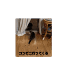 シブニャーズ2.6（個別スタンプ：7）