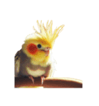 カスタマイズオカメインコ 切り抜きver（個別スタンプ：13）