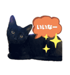 毎日使える猫ちゃんスタンプ②（個別スタンプ：11）