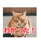 猫：遊び心と魅力あふれるLINEスタンプ（個別スタンプ：5）