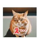 猫：遊び心と魅力あふれるLINEスタンプ（個別スタンプ：6）