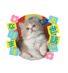 ねこまーちフェイバリットクリームプリンス（個別スタンプ：1）