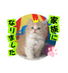 ねこまーちフェイバリットクリームプリンス（個別スタンプ：8）