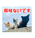 猫島の気ままな仲間たち（個別スタンプ：1）