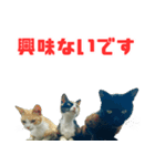 猫島の気ままな仲間たち（個別スタンプ：2）