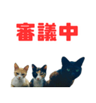 猫島の気ままな仲間たち（個別スタンプ：4）