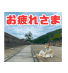 猫島の気ままな仲間たち（個別スタンプ：5）