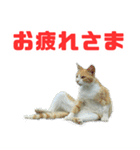 猫島の気ままな仲間たち（個別スタンプ：6）