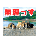猫島の気ままな仲間たち（個別スタンプ：7）