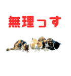 猫島の気ままな仲間たち（個別スタンプ：8）