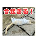猫島の気ままな仲間たち（個別スタンプ：9）