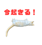 猫島の気ままな仲間たち（個別スタンプ：10）