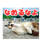 猫島の気ままな仲間たち（個別スタンプ：11）