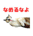 猫島の気ままな仲間たち（個別スタンプ：12）