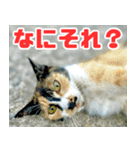 猫島の気ままな仲間たち（個別スタンプ：13）