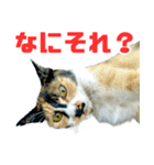 猫島の気ままな仲間たち（個別スタンプ：14）