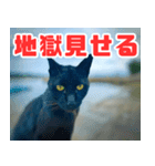 猫島の気ままな仲間たち（個別スタンプ：15）
