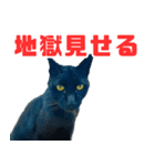 猫島の気ままな仲間たち（個別スタンプ：16）