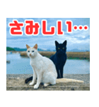 猫島の気ままな仲間たち（個別スタンプ：17）