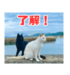 猫島の気ままな仲間たち（個別スタンプ：19）