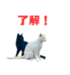 猫島の気ままな仲間たち（個別スタンプ：20）
