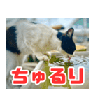 猫島の気ままな仲間たち（個別スタンプ：21）