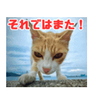 猫島の気ままな仲間たち（個別スタンプ：23）