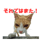 猫島の気ままな仲間たち（個別スタンプ：24）
