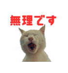 猫島の気ままな仲間たち（個別スタンプ：26）
