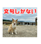 猫島の気ままな仲間たち（個別スタンプ：27）