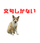 猫島の気ままな仲間たち（個別スタンプ：28）