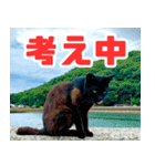 猫島の気ままな仲間たち（個別スタンプ：29）