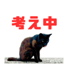猫島の気ままな仲間たち（個別スタンプ：30）