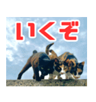 猫島の気ままな仲間たち（個別スタンプ：31）