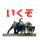 猫島の気ままな仲間たち（個別スタンプ：32）