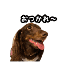 大人レディ♡フローラルプリティドッグらら（個別スタンプ：4）