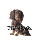 大人レディ♡フローラルプリティドッグらら（個別スタンプ：11）