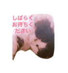 にゃんかわいいニャン2（個別スタンプ：4）