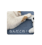 うちの猫の思ってる事（個別スタンプ：3）