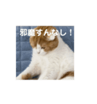 うちの猫の思ってる事（個別スタンプ：5）