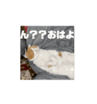 うちの猫の思ってる事（個別スタンプ：6）