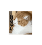 うちの猫の思ってる事（個別スタンプ：12）