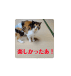 すまいるcat（みけちゃん）（個別スタンプ：8）