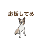 毎日使えるあいづち〜共感力の高い犬たち〜（個別スタンプ：36）